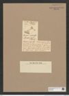 Porodiscus major Grev. (de-Toni-Nr.: Genus 200, Species 4827) Zeichnungen Sammlung Grunow Nr. 8487 (NHMW-BOT-W0377956)